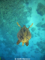 Hawksbill  turtle
, Ras Mohamed National Park by Adolfo Maciocco 